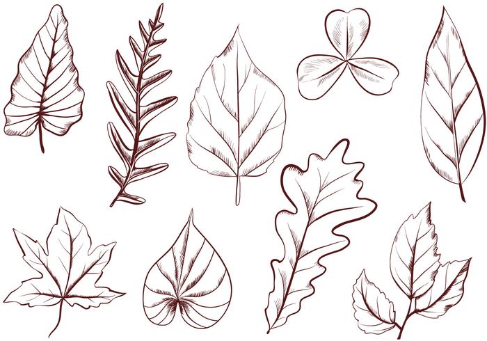 Free Vintage Leaves Vectors Free Vintage Leaves Vectors
