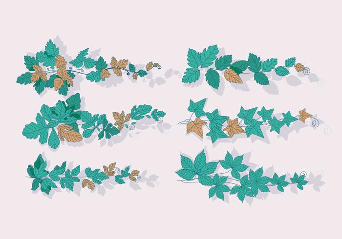 Poison Ivy Spread Vector