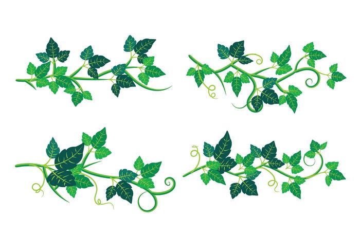 Set of Poison Ivy Plant vector