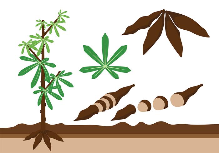 Cassava Icon Vector Cassava Icon Vector