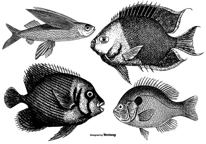 Vintage Fishes Collection Vintage Fishes Collection