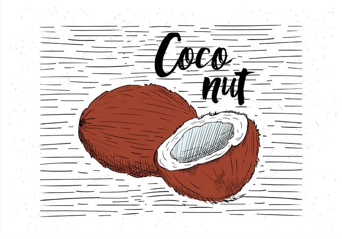 Free Hand Drawn Vector Coconut Illustration