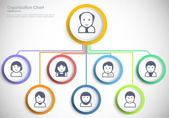 Business Organization Chart vector