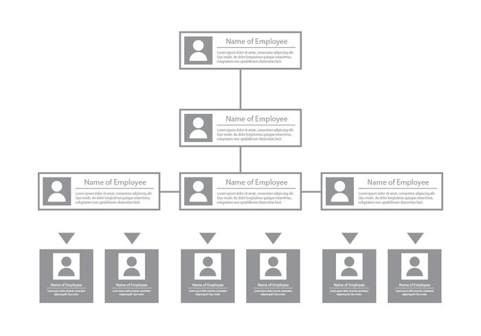 Organization Chart vector