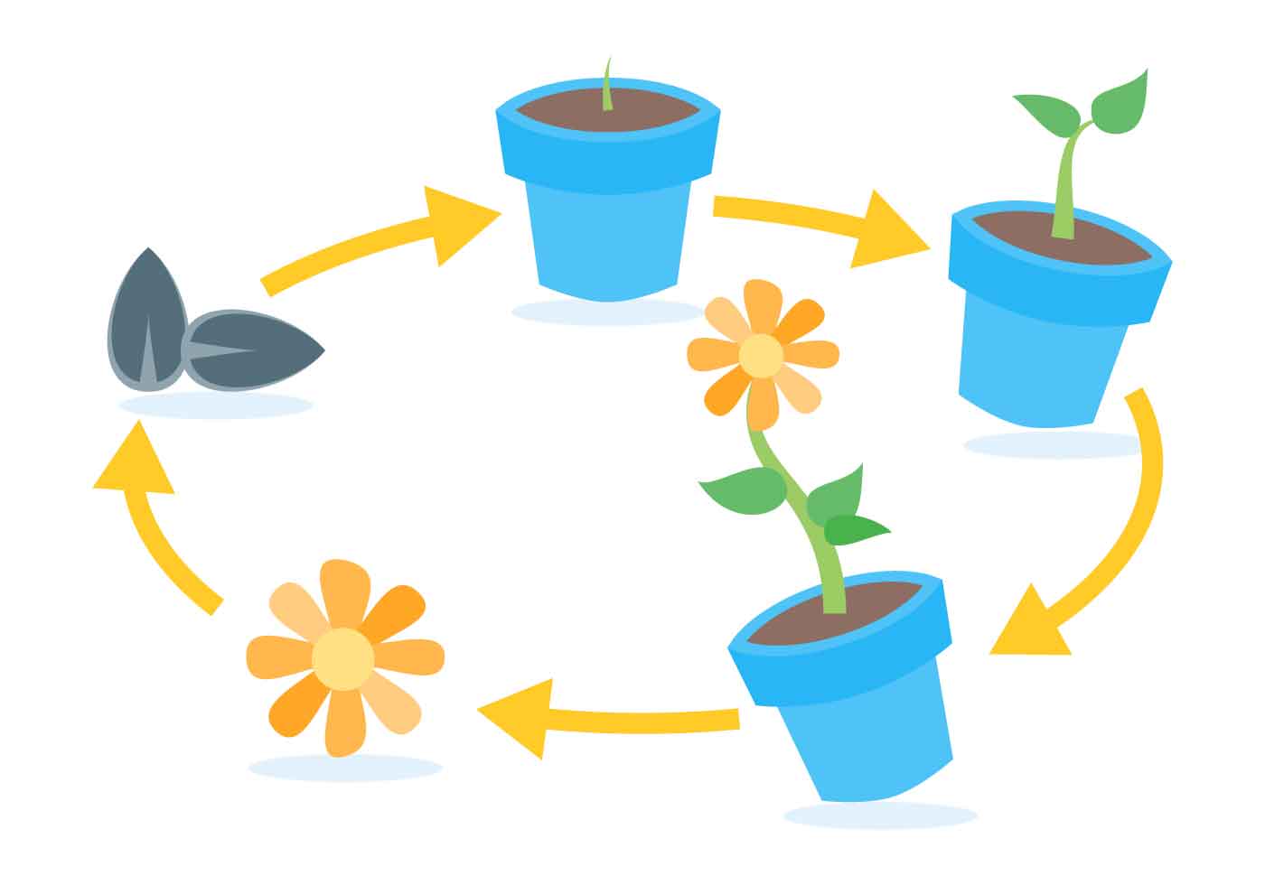 Plant cycle. Рост цветка. Этапы роста цветка в картинках для детей. Жизненный цикл роста цветка. Цикл роста растений в картинках.