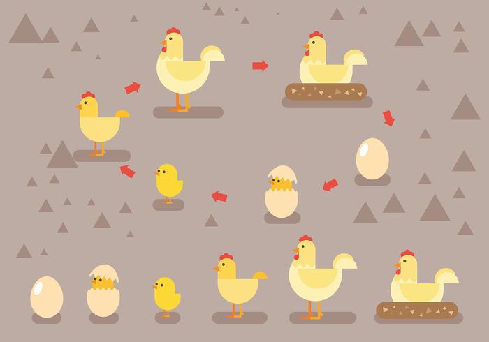 Hen Ciclo de vida Vector iconos