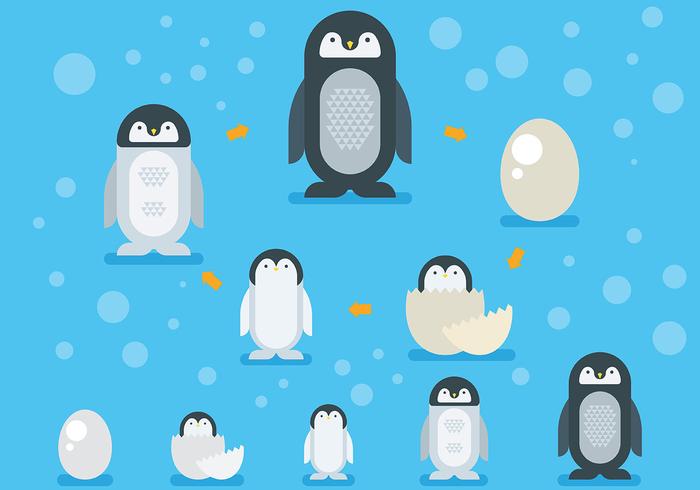 Iconos del vector del ciclo de vida del pingüino