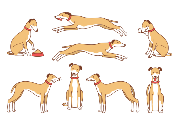 Whippet Cartoon Vector