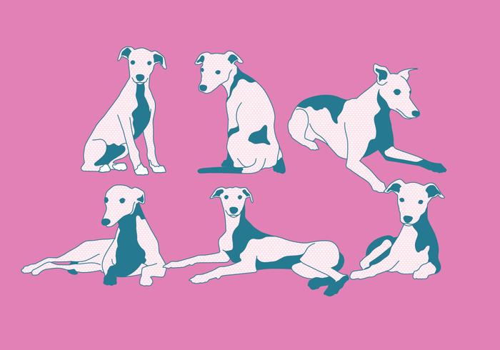 Whippet Cute Vector