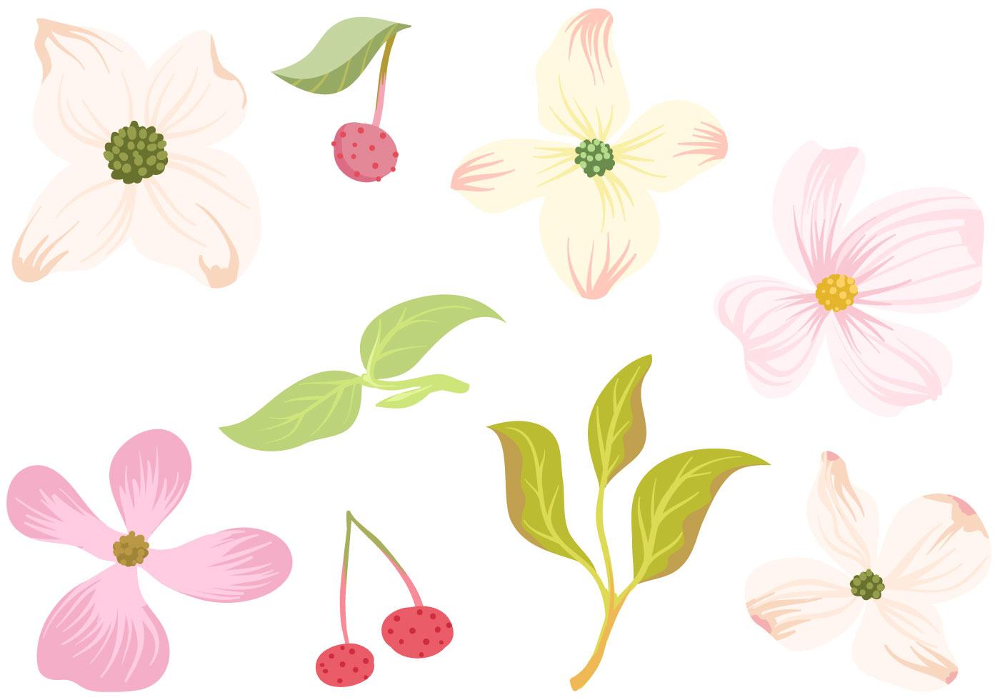 Free Dogwood Flowers Leaves Vectors 157456 Vector Art at Vecteezy
