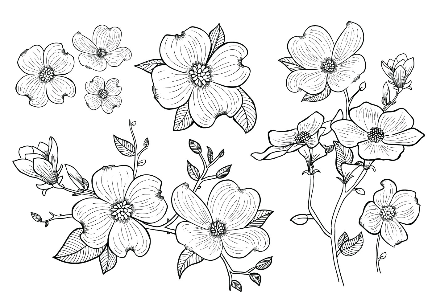 Download Dogwood Flower Sketch Drawings Sketch Coloring Page