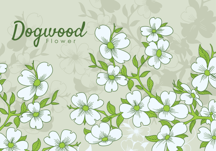 Mano libre dibujado flores Dogwood vector