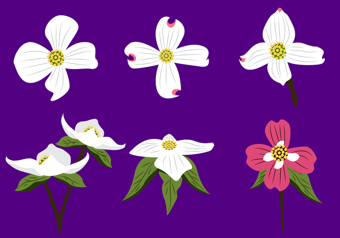 Hermoso vector de flor de Dogwood