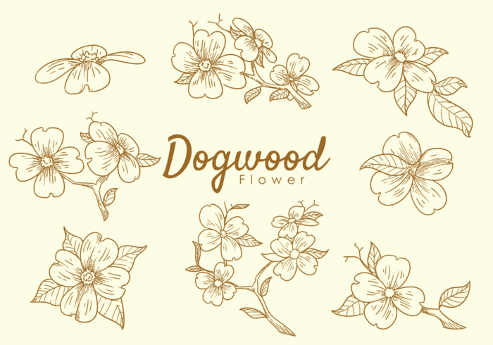 Flores de Dogwood vector
