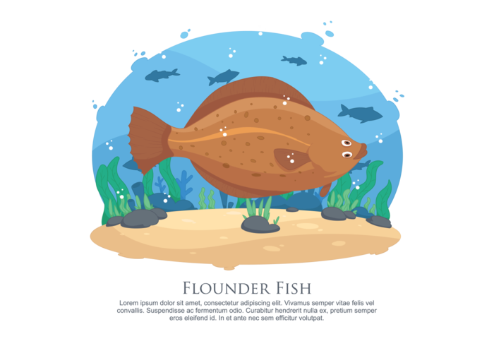 Flounder Fish Vector Illustration