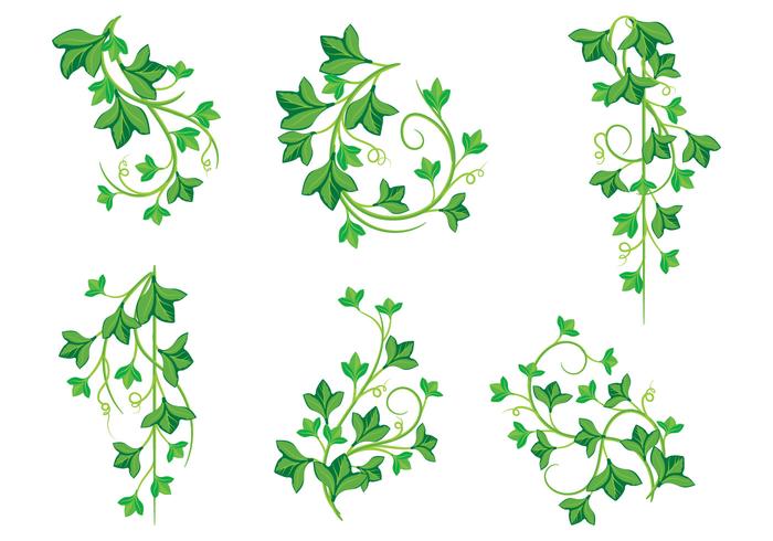 Illustrations of Poison Ivy Plants vector