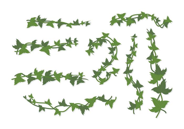 Ivy Vector Art, Icons, and Graphics for Free Download