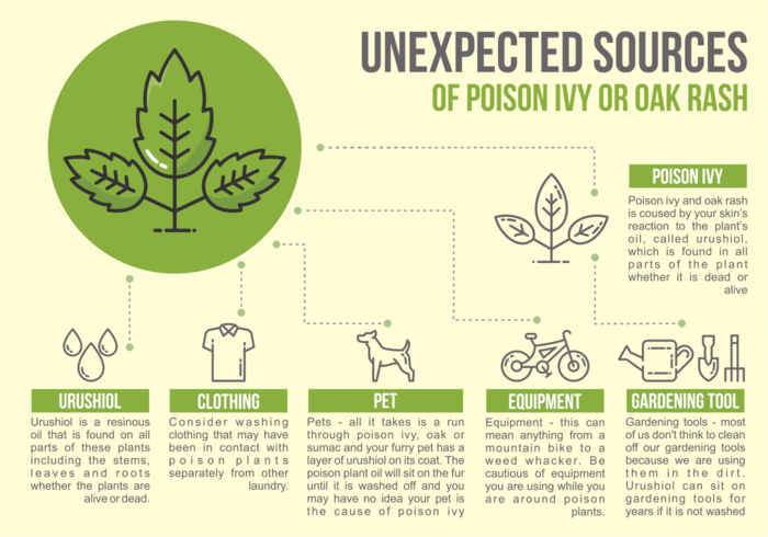 Poison Ivy Infographic vector