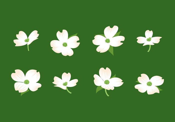 Dogwood Flower Free Vector