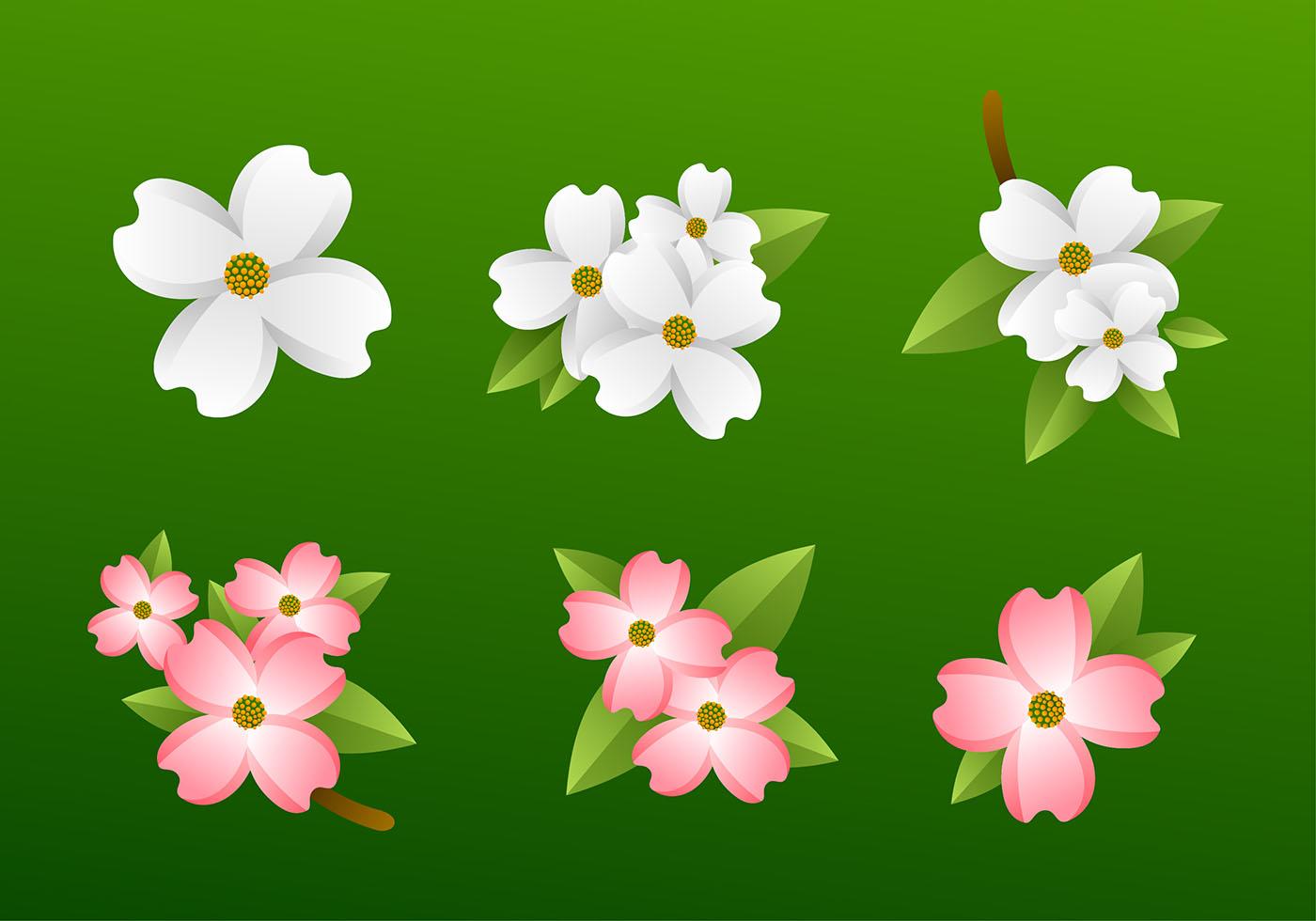 Dogwood Flower Free Vector 158358 Vector Art at Vecteezy