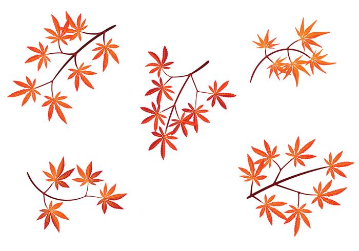 Set of Japanese Maple Leaves with Isolated on White Background vector