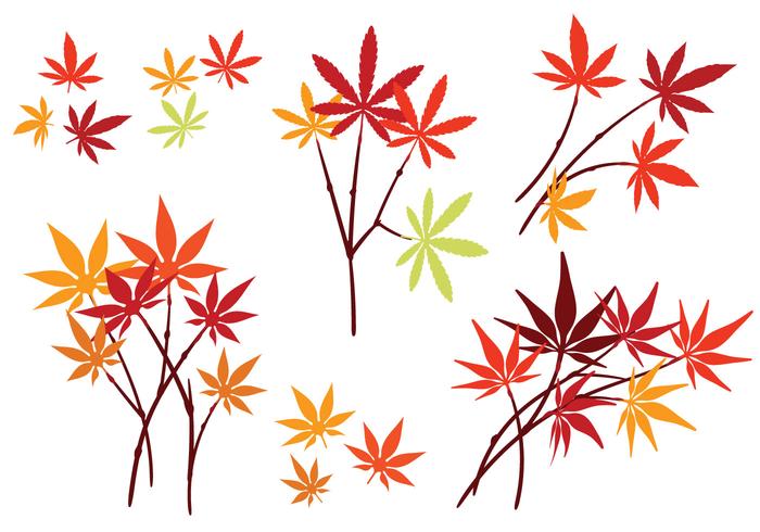 Set of Japanese Maple Leaves with Isolated on White Background vector