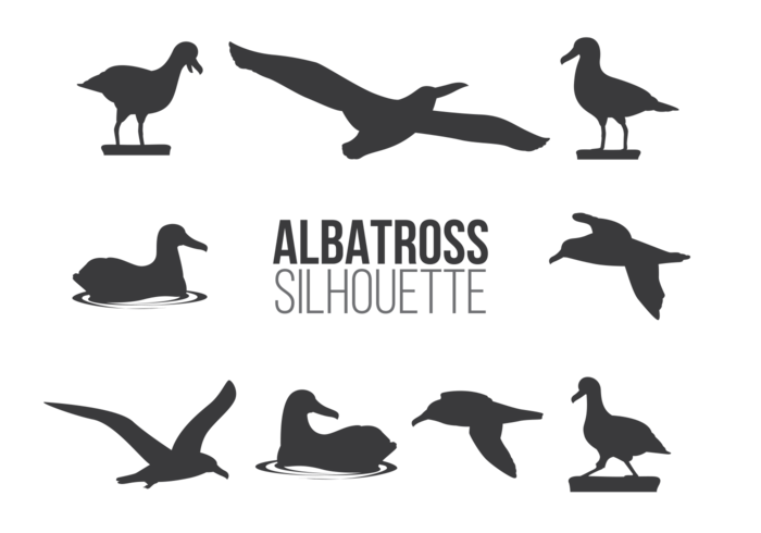 Albatros Sillhaouttes Vector