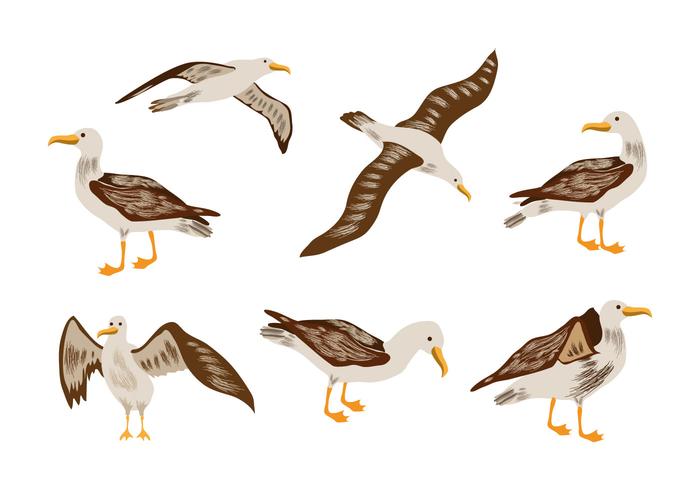 Vector albatros
