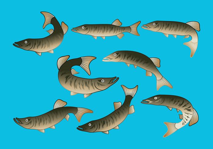 Muskie conjunto de iconos vector