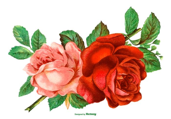 Download Beautiful Vintage Rose Illustration - Download Free Vector ...