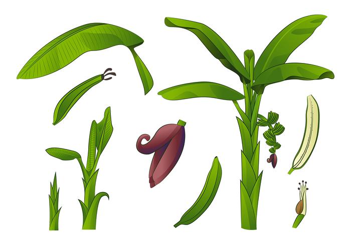 Plantain árbol Vector Libre