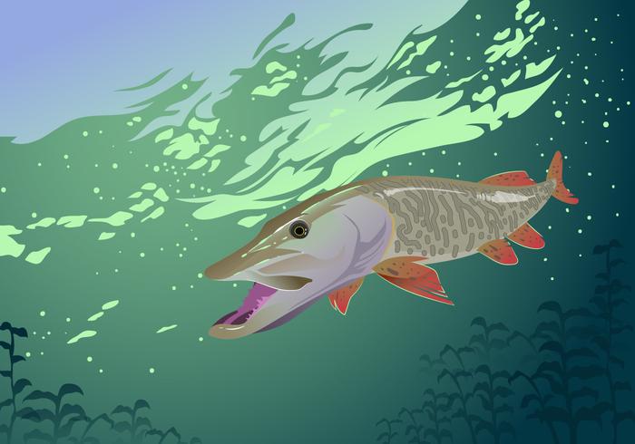 Muskie Fish Vector 