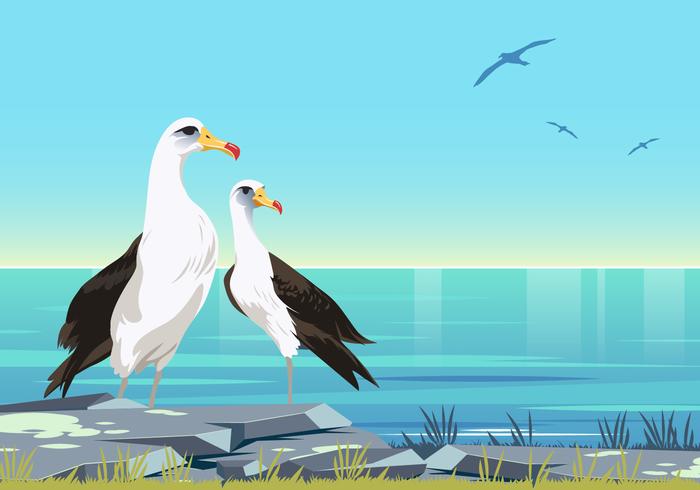 Pareja De Albatros Aves Vector