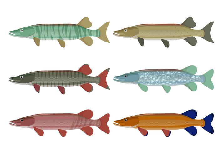 Muskie colección de vectores de peces