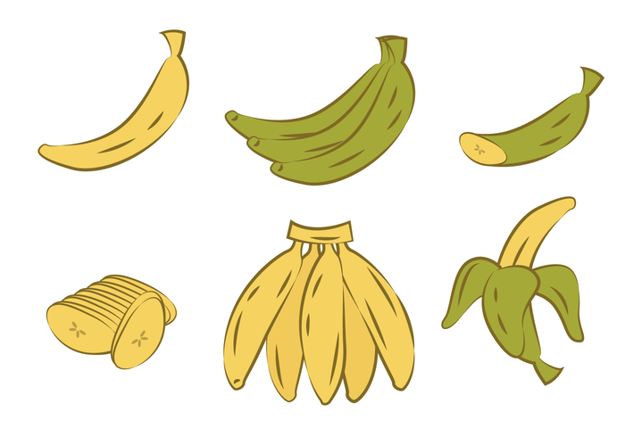 Handrawn Plantain Vector