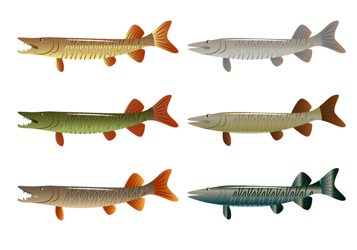 Muskie Fish Vector