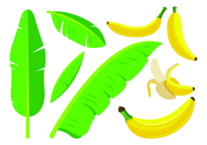 Set Of Plantain Icons vector