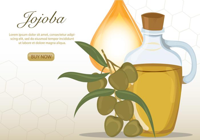 Jojoba Essential Oil vector