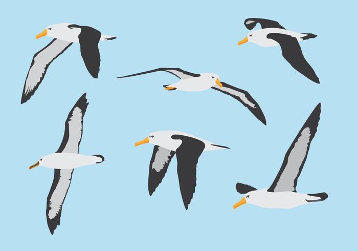 Albatross Bird Flying Set vector