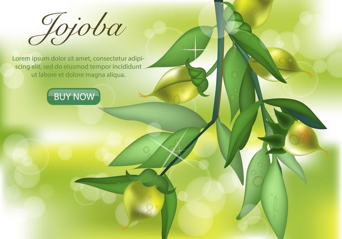 Green Jojoba Plant vector