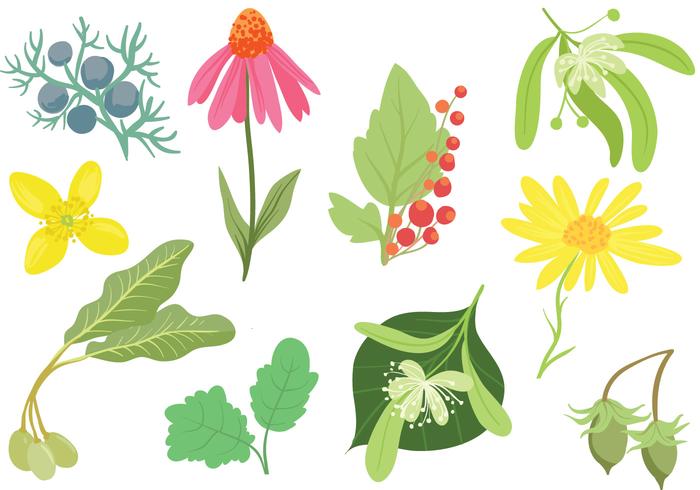 Free Cosmetics Plants Vectors