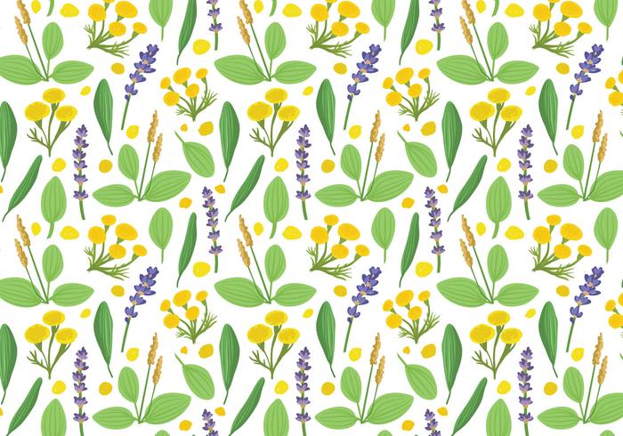 Free Herbs Plantain Pattern Vectors