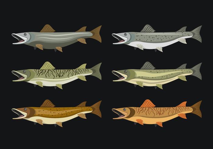 Muskie Fish Vector Illustration Collection