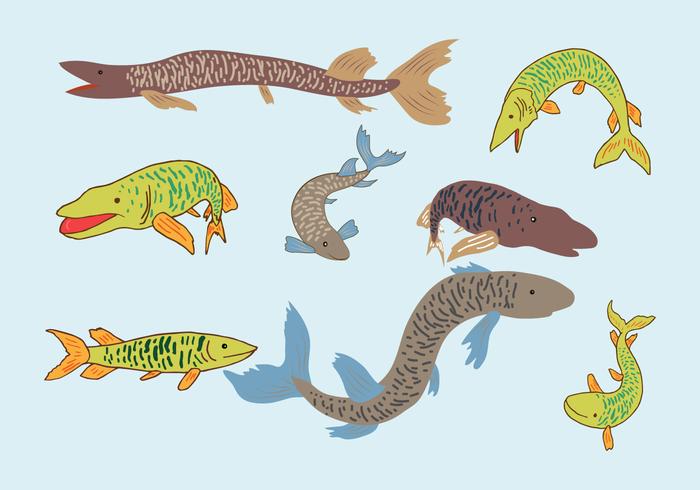 Muskie Fish Vector