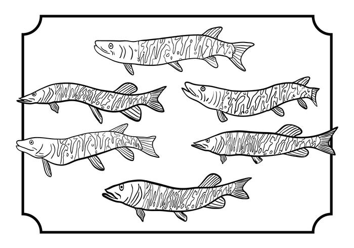 Muskie vector set