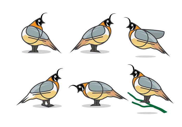 Quail Flat Vector illustration