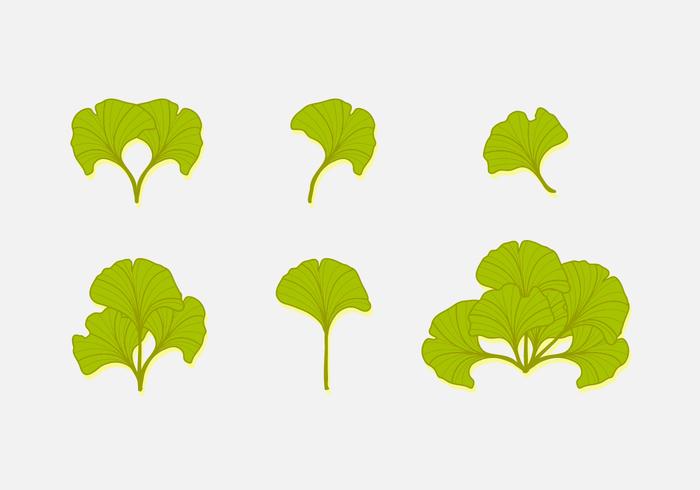 Green Ginkgo Leaf  vector