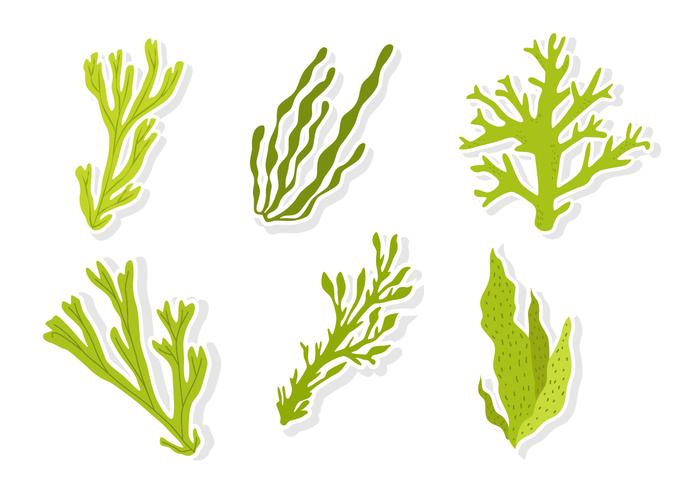 Green Sea Weed Vectors