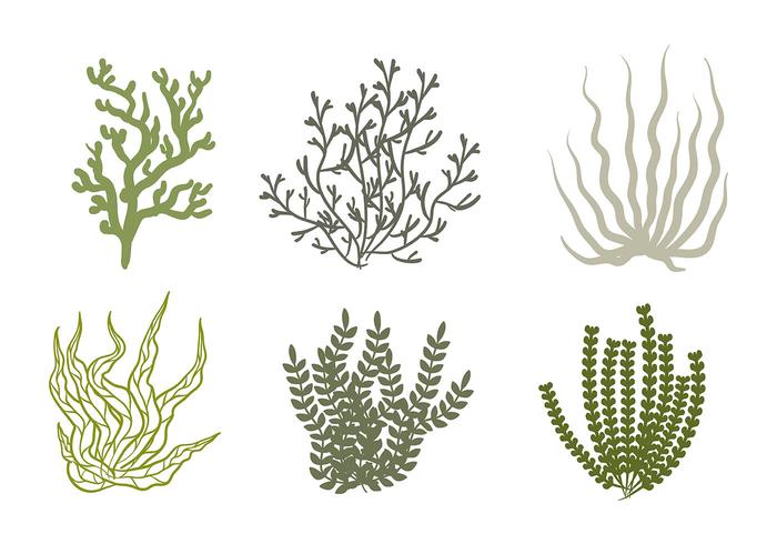 Sea Weed Vector Icono