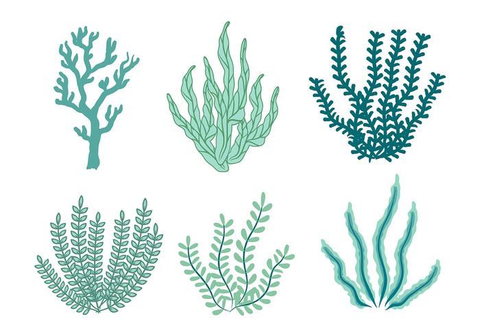 Sea Weed Vector Icono